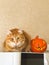 Portrait of a red-haired domestic cat sitting next to a Halloween pumpkin