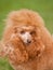 Portrait of red-haired poodle