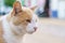 Portrait of red-haired with white cat close-up on street. Stray cat looks up