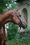 Portrait of a red harnessed horse against the backdrop of a castle and greenery