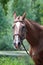 Portrait of a red harnessed horse in a beautiful forest