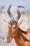 A portrait of a red hartebeest (Alcelaphus buselaphus), Etosha National Park, Namibia.