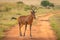 Portrait of a red hartebeest Alcelaphus buselaphus, Welgevonden Game Reserve, South Africa.