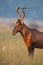 Portrait of a Red Hartebeest standing on a savannah of long grass being alert