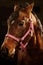 Portrait of red horse with a cute and obedient look on black background.