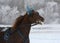 Portrait of a red horse trotter breed in motion