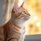 Portrait of a red Japanese Bobtail cat sitting in a light room beside a window. Closeup face of a beautiful Japanese Bobtail cat