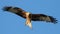 Portrait of a red kite with full wing span