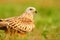 Portrait of a red kite on the grass