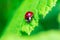 A portrait of a red ladybug or coccinellidae with black spots, walking towards the edge of a green leaf of a tree and almost