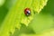 A portrait of a red ladybug or coccinellidae with black spots, walking towards the edge of a green leaf of a tree. The insect is