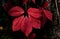 Portrait of red leaves on a tree stump