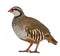 Portrait of Red-legged Partridge or French Partridge, Alectoris rufa, a game bird in the pheasant family
