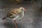 Portrait of a red legged seriema standing in the sand, a tropical bird from the amazon of Brazil