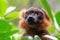 Portrait of a red lemur vari