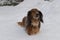 Portrait of red longhaired dachshund standing with closed eyes on snow in winter forest, small fluffy pet outdoor