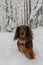 Portrait of red longhaired dachshund standing on snow in winter beautiful forest, small fluffy pet outdoor