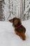 Portrait of red longhaired dachshund standing on snow in winter beautiful forest, small fluffy pet outdoor