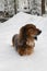 Portrait of red longhaired dachshund standing on snow in winter forest, small fluffy pet outdoor