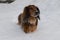Portrait of red longhaired dachshund standing on snow in winter forest, small fluffy pet outdoor