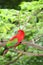 The portrait of Red lory parrot