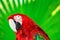 Portrait of red macaw parrot against jungle background.