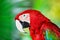 Portrait of red macaw parrot against jungle background.