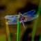 Portrait of a Red-Mantled Saddlebag Dragonfly
