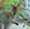 Portrait of Red-necked wallaby or Bennett`s wallaby Macropus rufogriseus