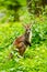 Portrait of a red-necked wallaby on a green meadow. Notamacropus rufogriseus.