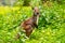 Portrait of a red-necked wallaby on a green meadow. Notamacropus rufogriseus.