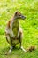 Portrait of a red-necked wallaby on a green meadow. Notamacropus rufogriseus.