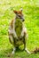 Portrait of a red-necked wallaby on a green meadow. Notamacropus rufogriseus.