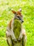 Portrait of a red-necked wallaby on a green meadow. Notamacropus rufogriseus.