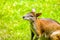 Portrait of a red-necked wallaby on a green meadow. Notamacropus rufogriseus.