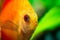 Portrait of a red orange tropical Symphysodon discus fish in a fishtank.