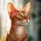 Portrait of a red Oriental Shorthair cat sitting in a light room beside a window. Closeup face of a beautiful Oriental Shorthair