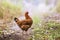 Portrait of the red orpington chicken hen nibbling on the green grass street rural gallus domesticus bird feeding at the farm