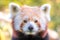 Portrait of red panda.