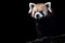 Portrait of a red panda Ailurus fulgens