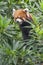 Portrait of Red Panda, Firefox