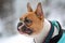 Portrait of a red pied French Buldog in winter coat in front of blurry snow background