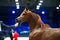 Portrait of red purebred arabian horse running at cover manege at competition