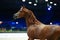 Portrait of red purebred arabian horse running at cover manege at competition