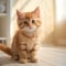 Portrait of a red Ragamuffin kitten looking at the camera. Portrait of a cute little kitty with thick red fur sitting in a light