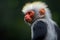 Portrait of a Red-shanked douc langur Dusky leaf monkey, The Red Shanked douc is a species of Old World monkey