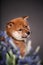 Portrait of red small puppy siba inu with flowers