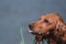 Portrait of a red Spaniel close-up. A beautiful thoroughbred dog with long ears. Muzzle of a Cocker Spaniel, an English hunting