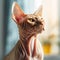 Portrait of a red Sphynx cat sitting in a light room beside a window. Closeup face of a beautiful Sphynx cat at home. Portrait of