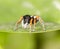 Portrait of red spider jumper